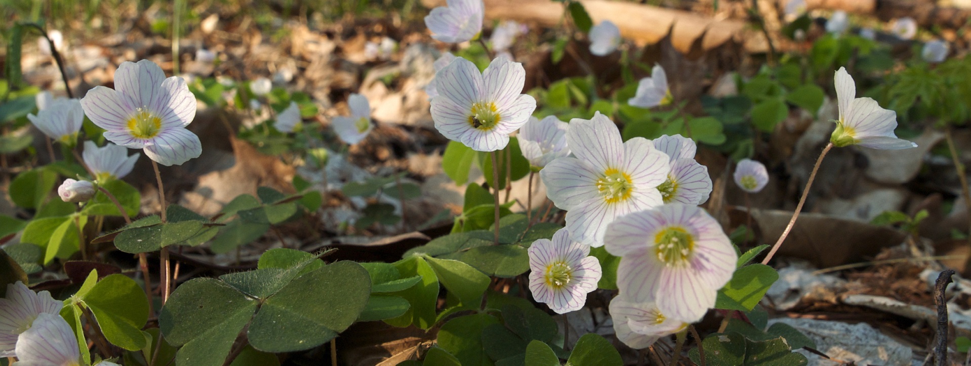 Metsäkasvit käenkaali