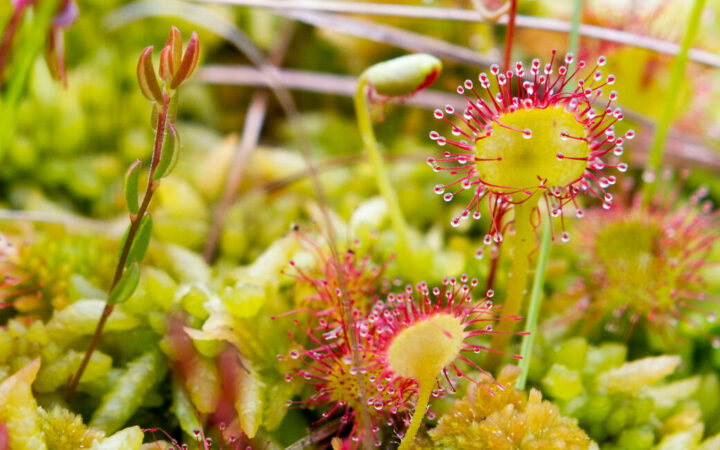 Pyöreälehtikihokki, Drosera rotundifolia
